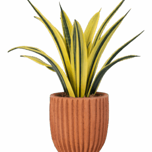 50895c79816c55c3f5b95442a5359ead5b3ac5af Kunstplant