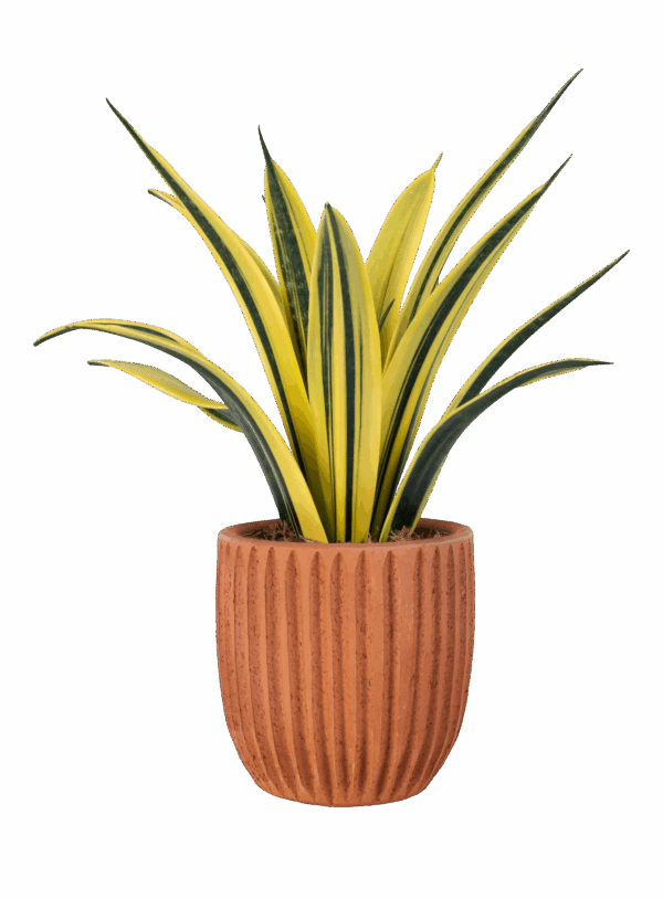 50895c79816c55c3f5b95442a5359ead5b3ac5af Kunstplant