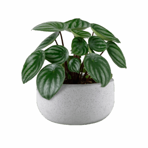 bbba37d9aedad21d2601d1f99736feeebe28533b Kunstplant