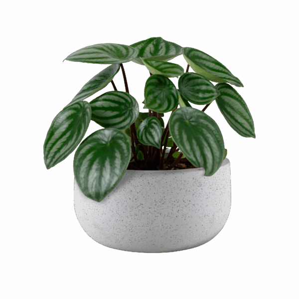 bbba37d9aedad21d2601d1f99736feeebe28533b Kunstplant